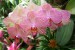 50_Orchidej - Botanická zahrada La Mortella